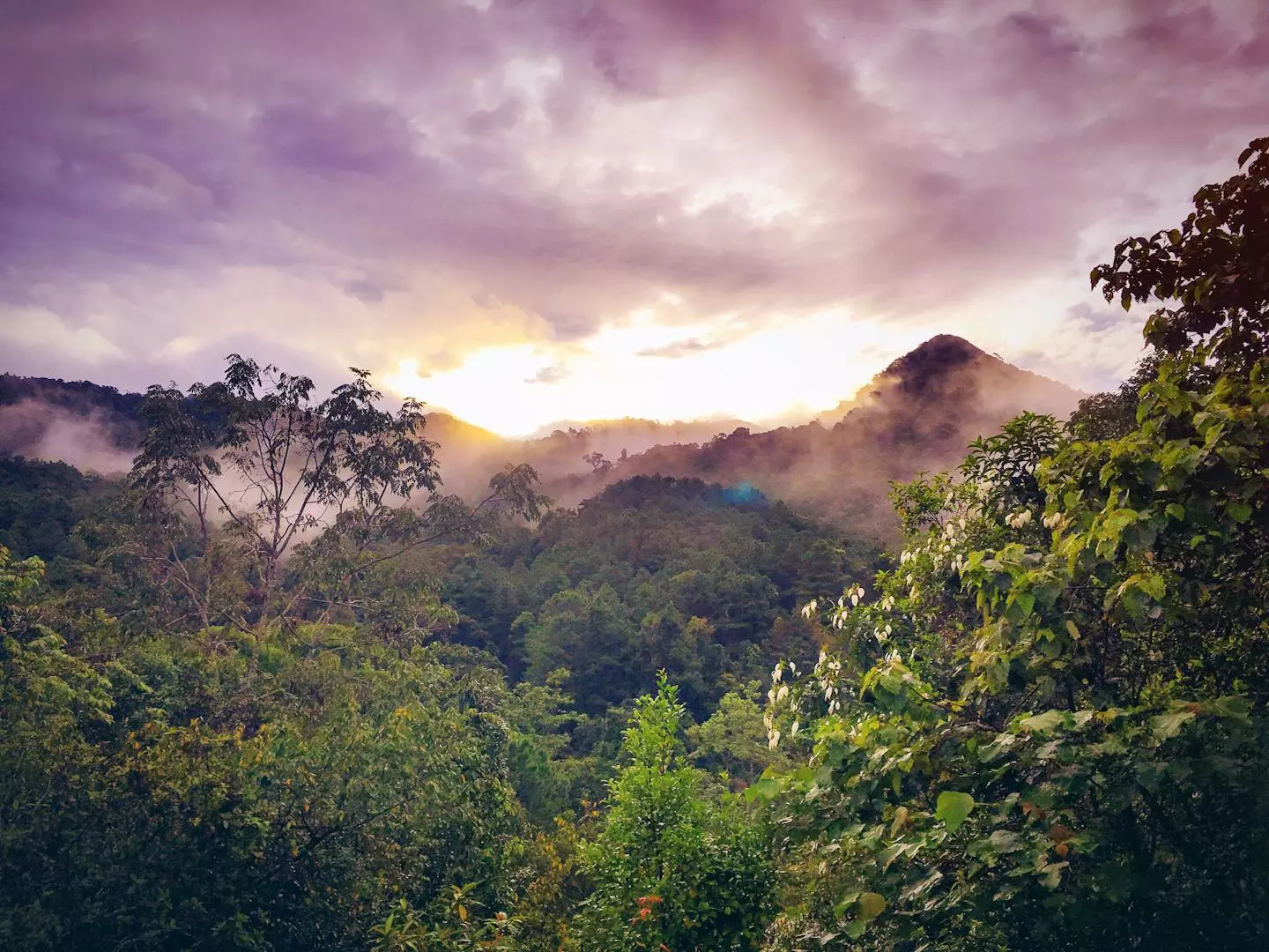 Utforsk Skjønnheten og Mangfoldet i Verdens Regnskoger