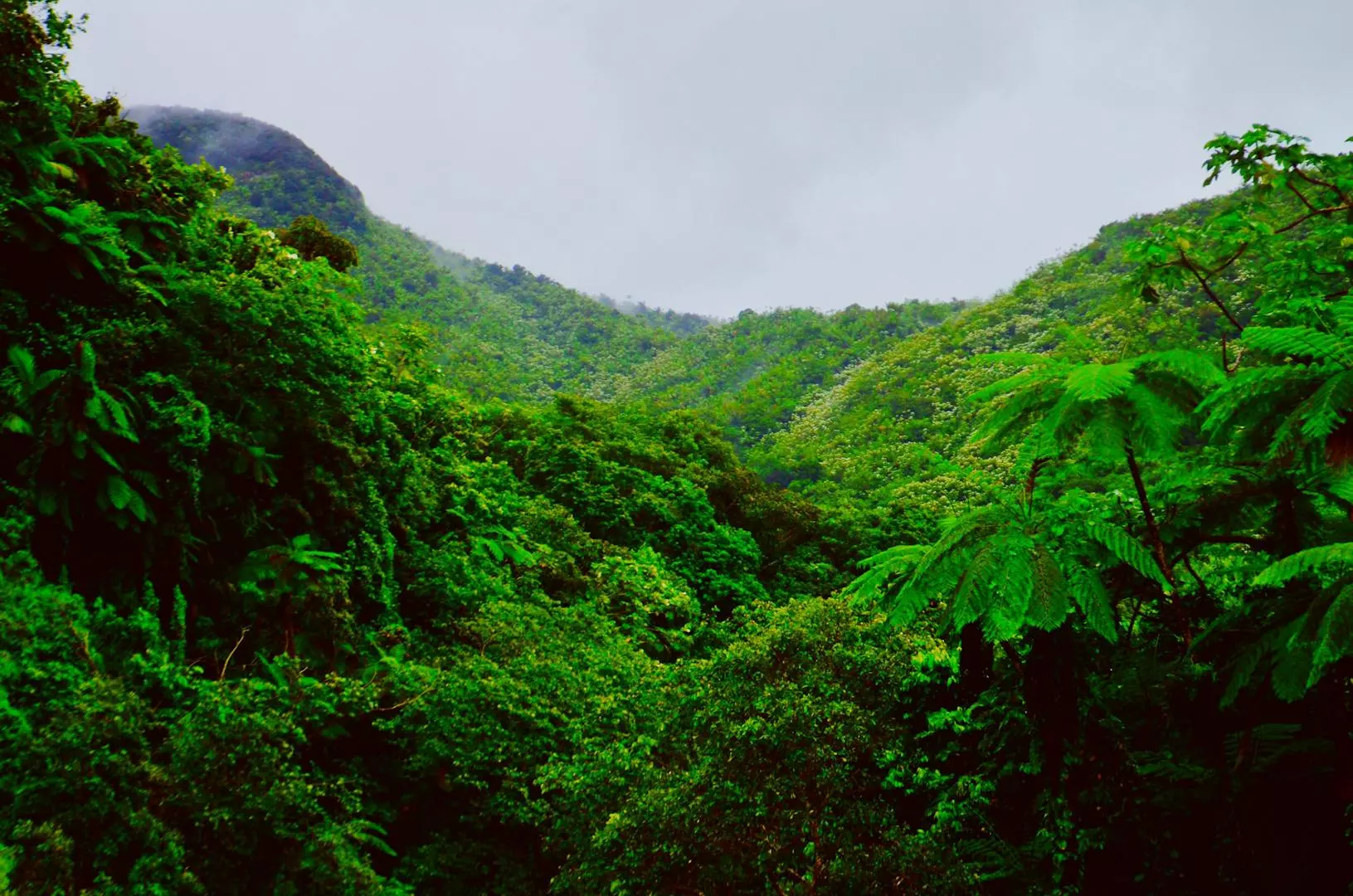 Utforsk Skjønnheten og Mangfoldet i Verdens Regnskoger